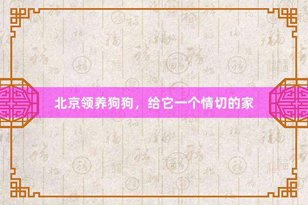 北京领养狗狗，给它一个情切的家